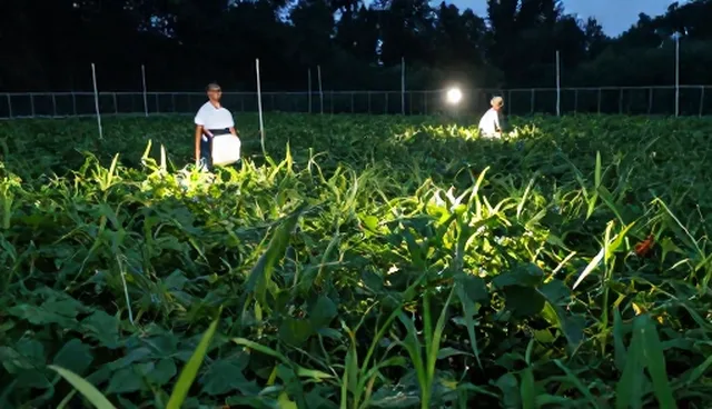 植物生长调节剂使用误区及科学处理方法